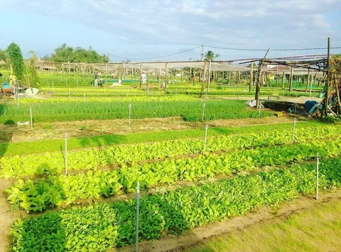 Explore Hội An's Trà Quế Vegetable Village - An Organic Vegetable Village_image